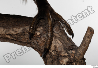 Western capercaillie foot 0001.jpg